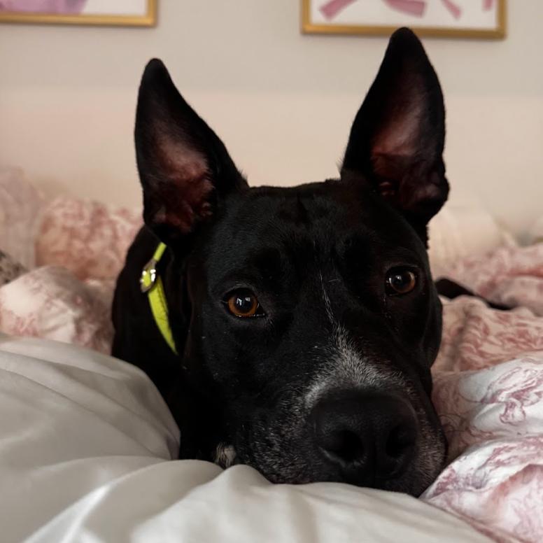 Sassy, Adoptable, Adult Female Mixed Breed & Mixed Breed.