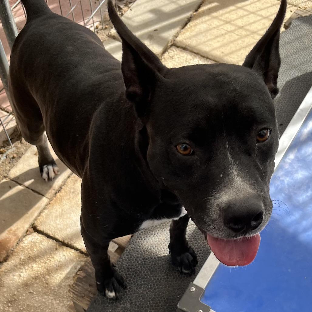 Enlarge Sassy, a Adoptable mixed breed in QUINCY, FL image 2/4