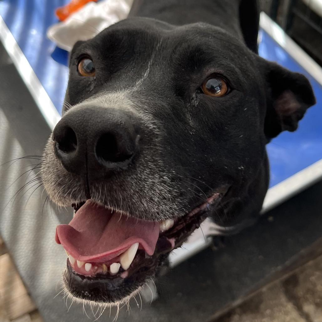 Enlarge Sassy, a Adoptable mixed breed in QUINCY, FL image 3/4