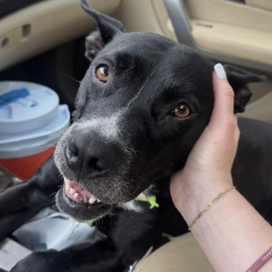 Enlarge Sassy, a Adoptable mixed breed in QUINCY, FL image 4/4