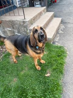 Enlarge Daisy Mae, a ADOPTABLE Bloodhound in East Hartland, CT image 4/4