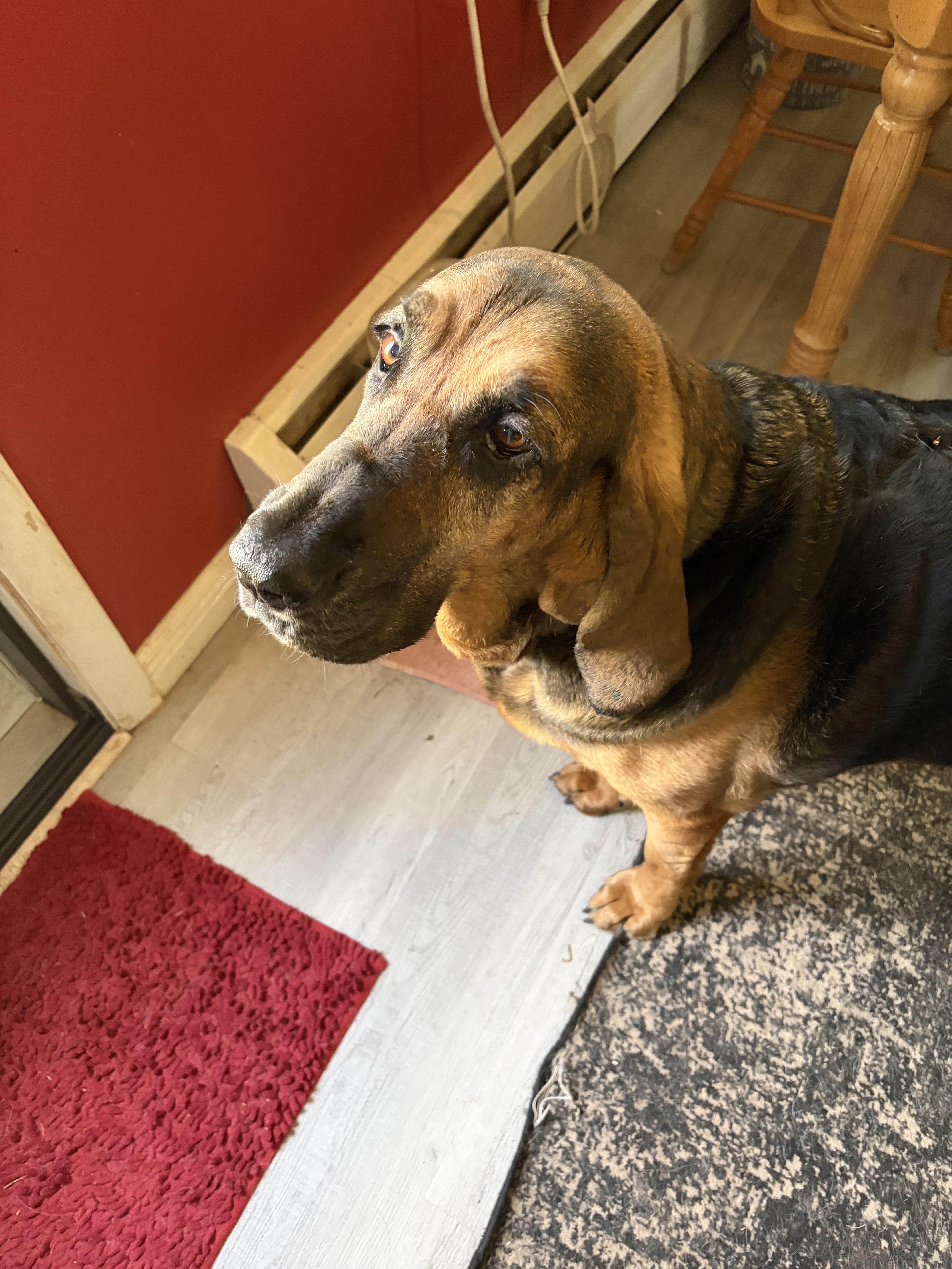 Enlarge Daisy Mae, a ADOPTABLE Bloodhound in East Hartland, CT image 3/4