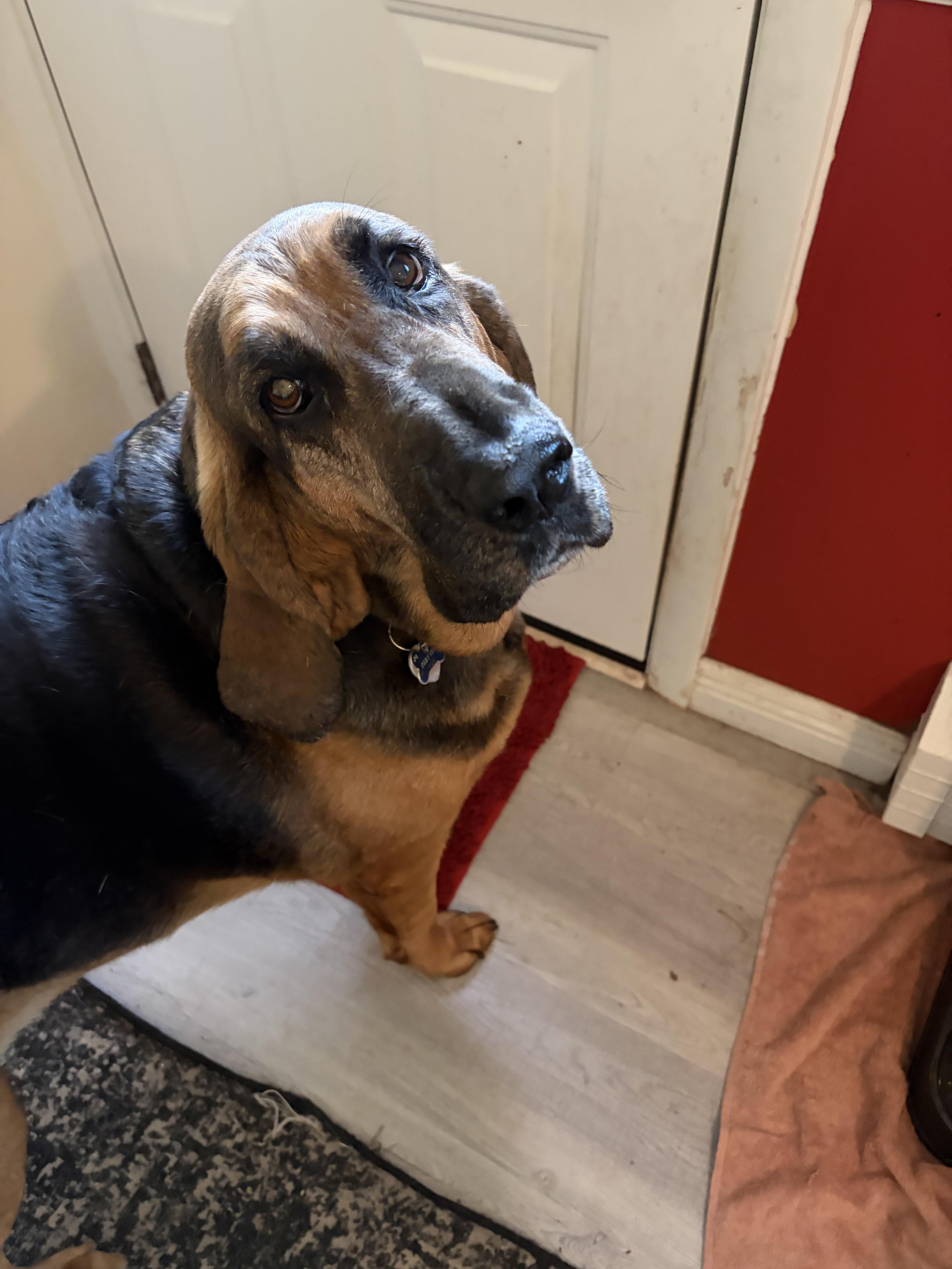 Enlarge Daisy Mae, a ADOPTABLE Bloodhound in East Hartland, CT image 2/4