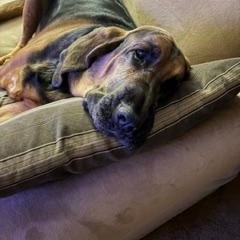 Enlarge Daisy Mae, a ADOPTABLE Bloodhound in East Hartland, CT image 1/4