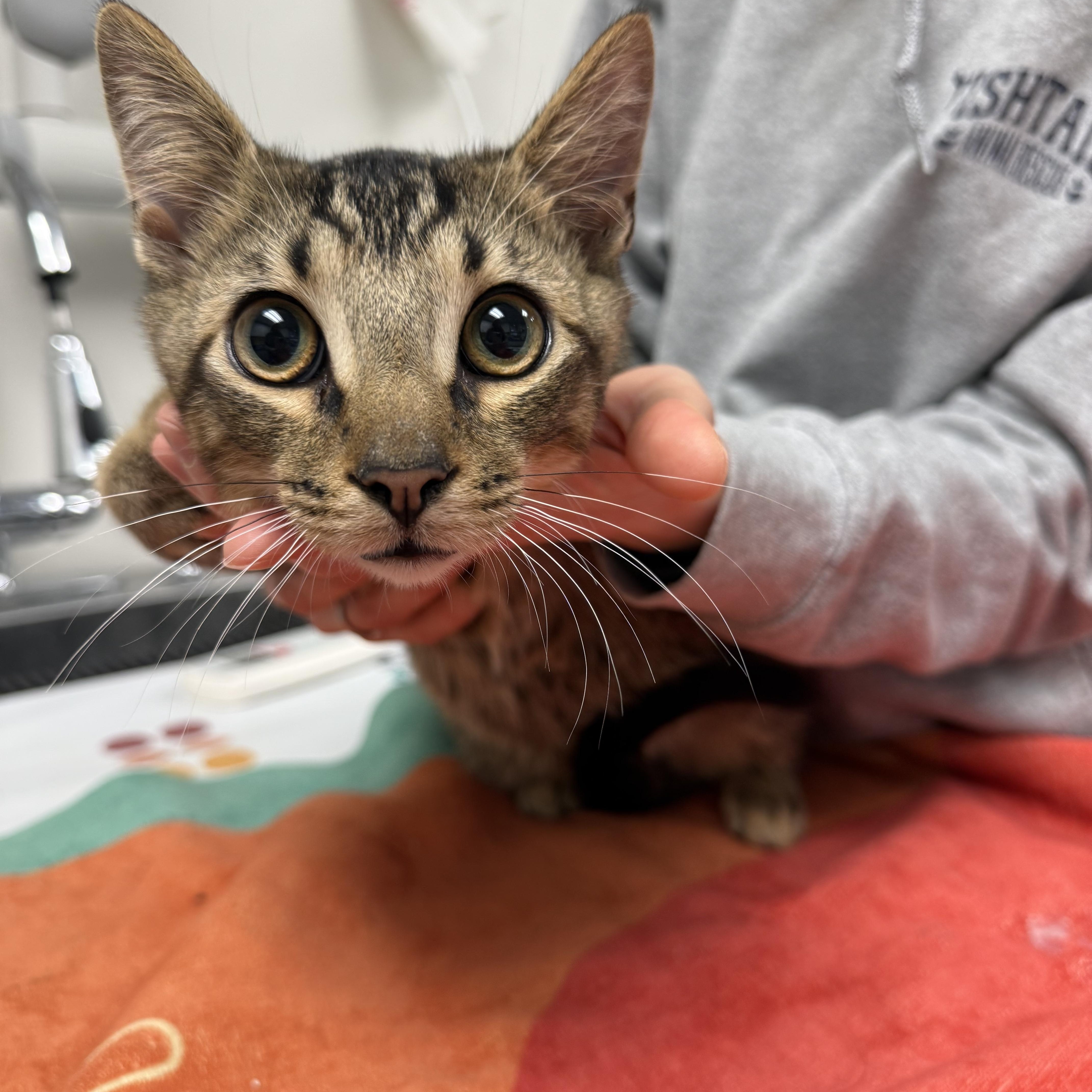 Enlarge Benito and Bunny, an adopted Domestic Short Hair in Philadelphia, PA image 5/6