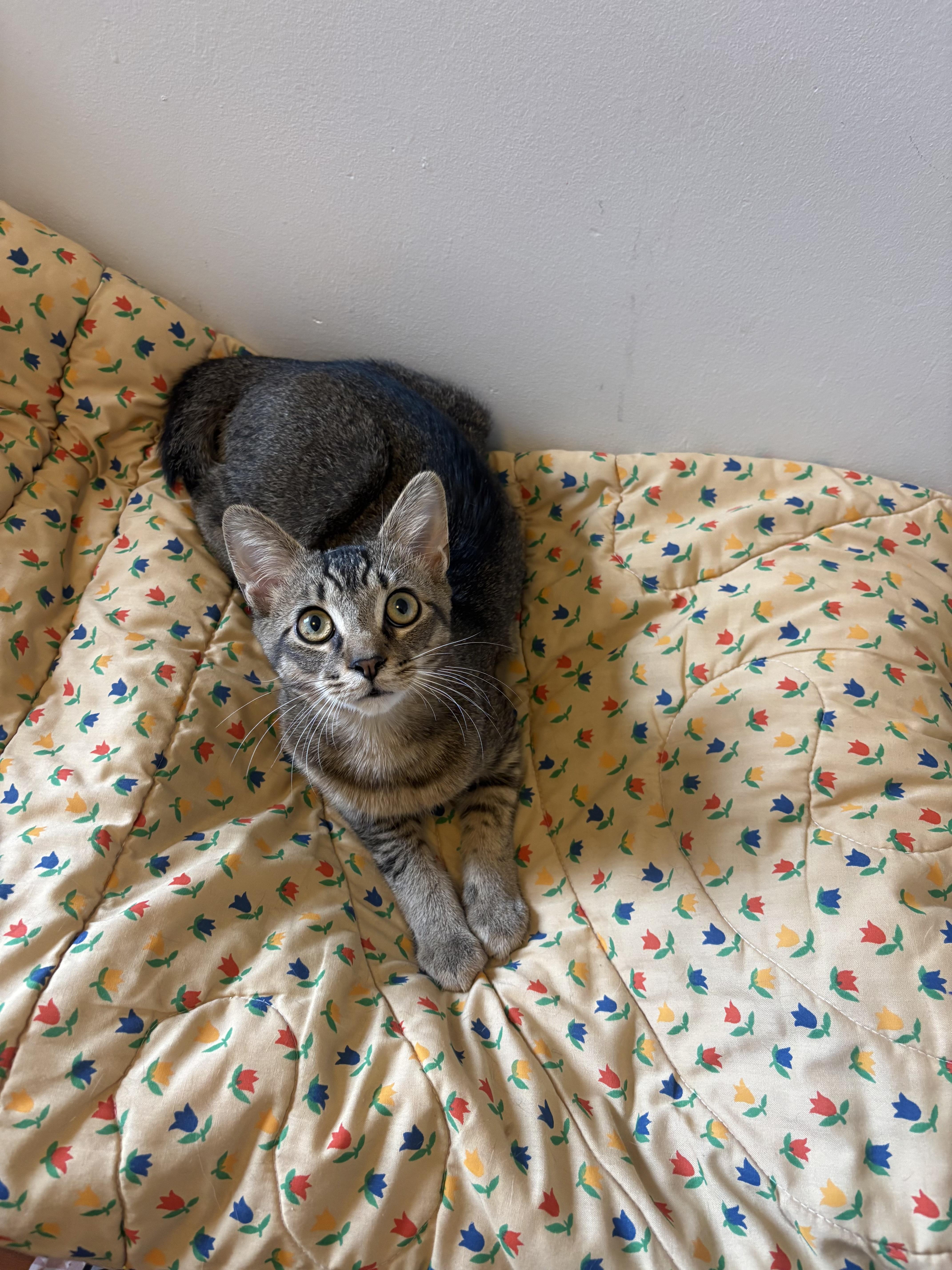 Enlarge Benito and Bunny, an adopted Domestic Short Hair in Philadelphia, PA image 2/6