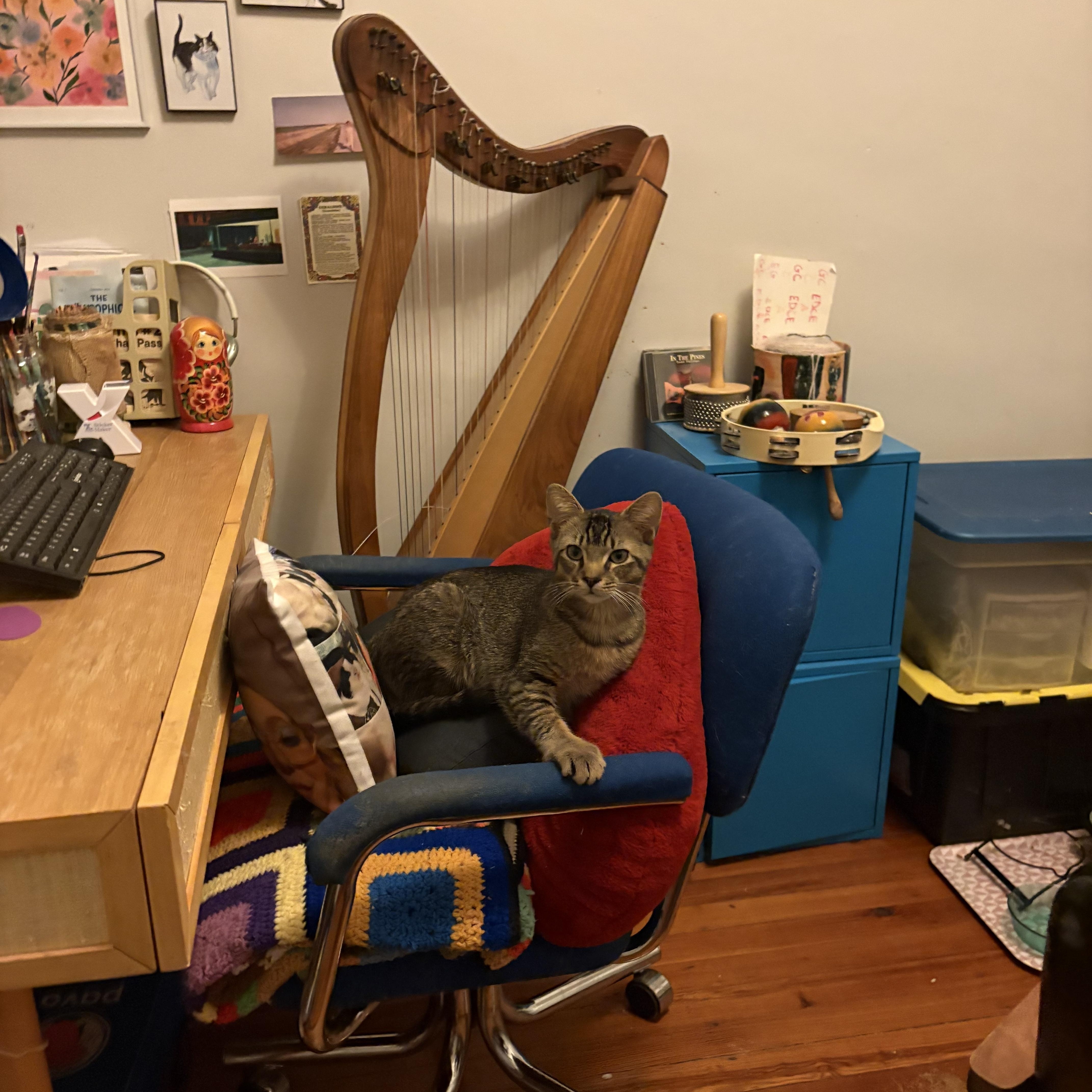 Enlarge Benito and Bunny, an adopted Domestic Short Hair in Philadelphia, PA image 4/6