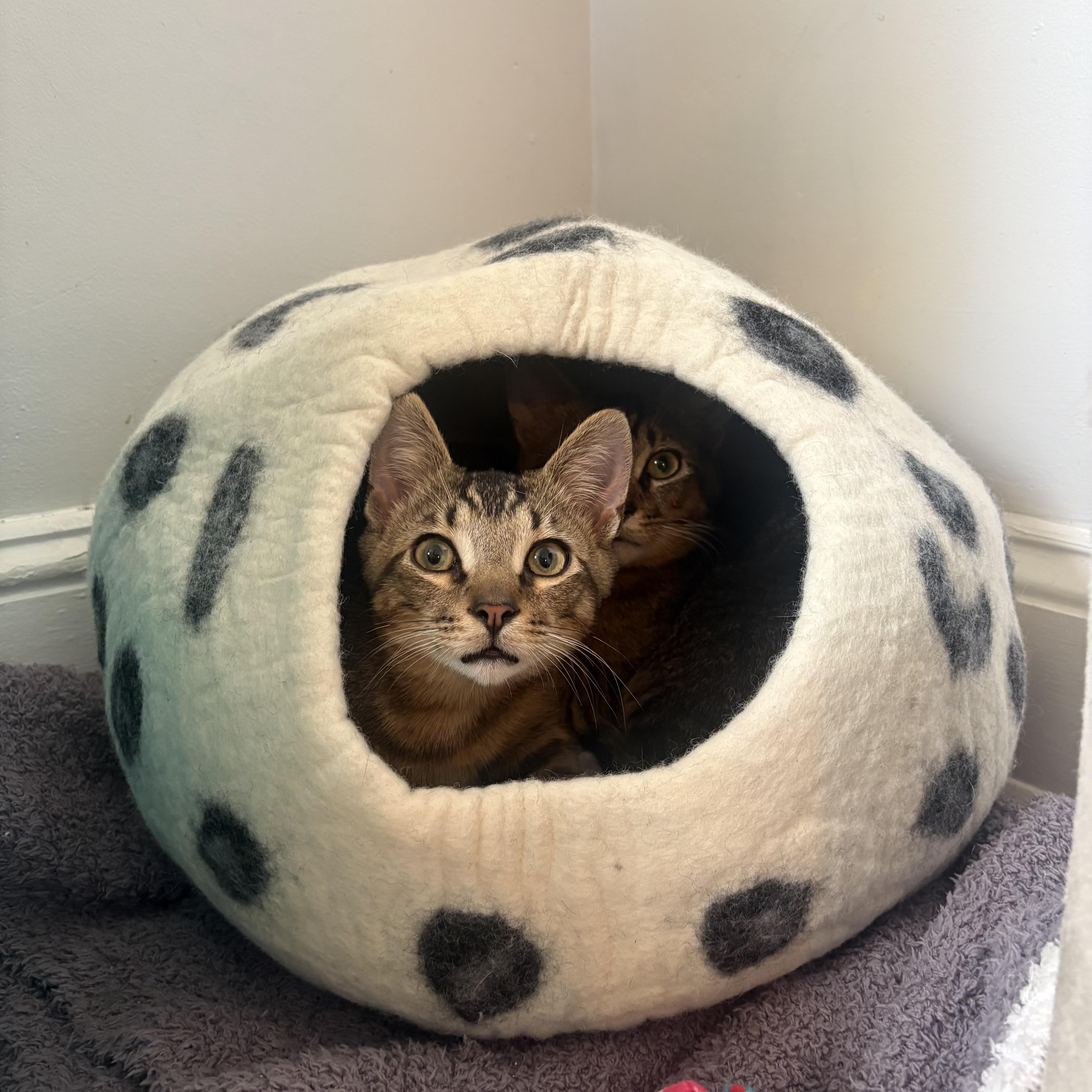 Enlarge Benito and Bunny, an adopted Domestic Short Hair in Philadelphia, PA image 3/6