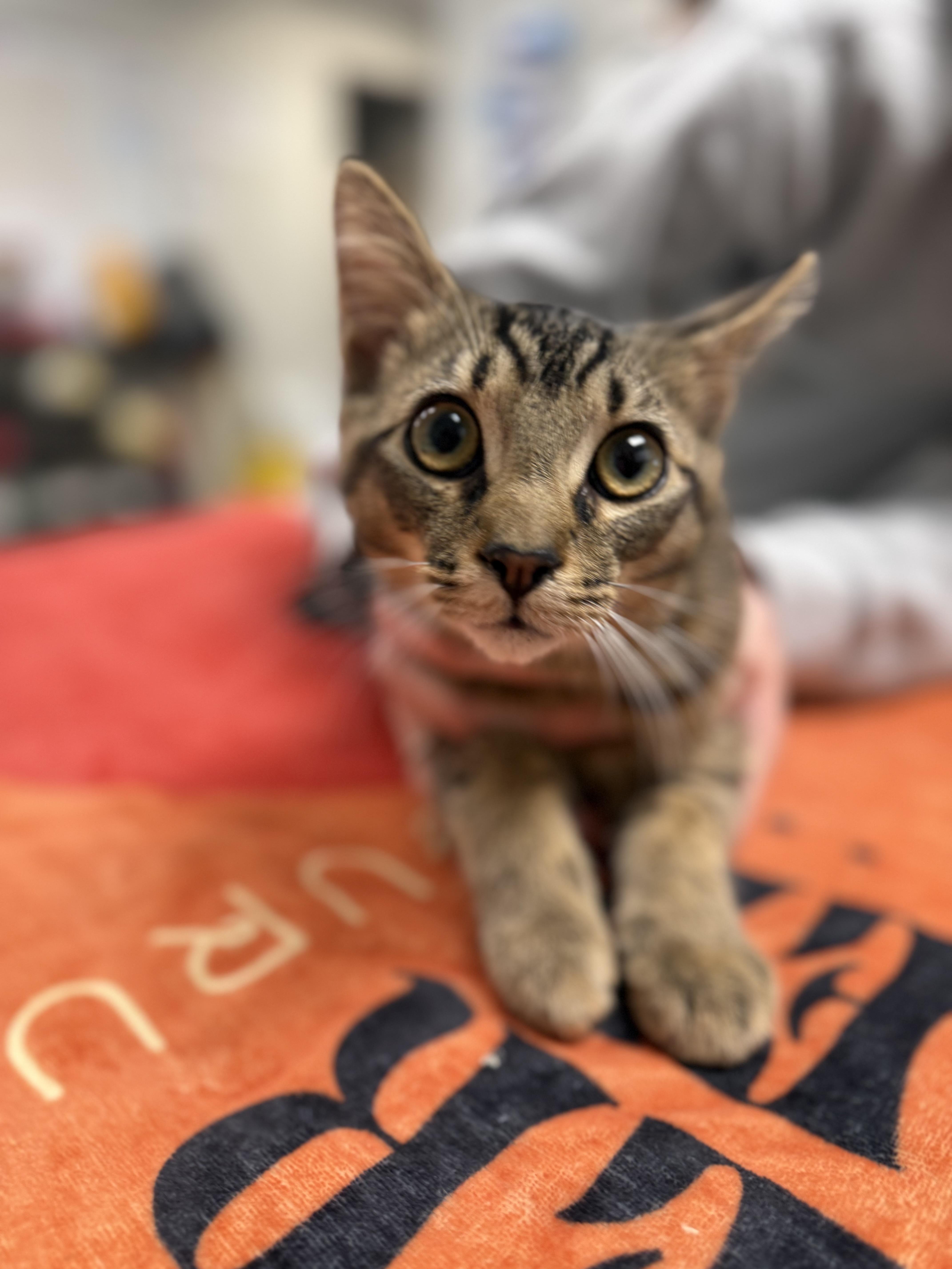 Enlarge Benito and Bunny, an adopted Domestic Short Hair in Philadelphia, PA image 6/6