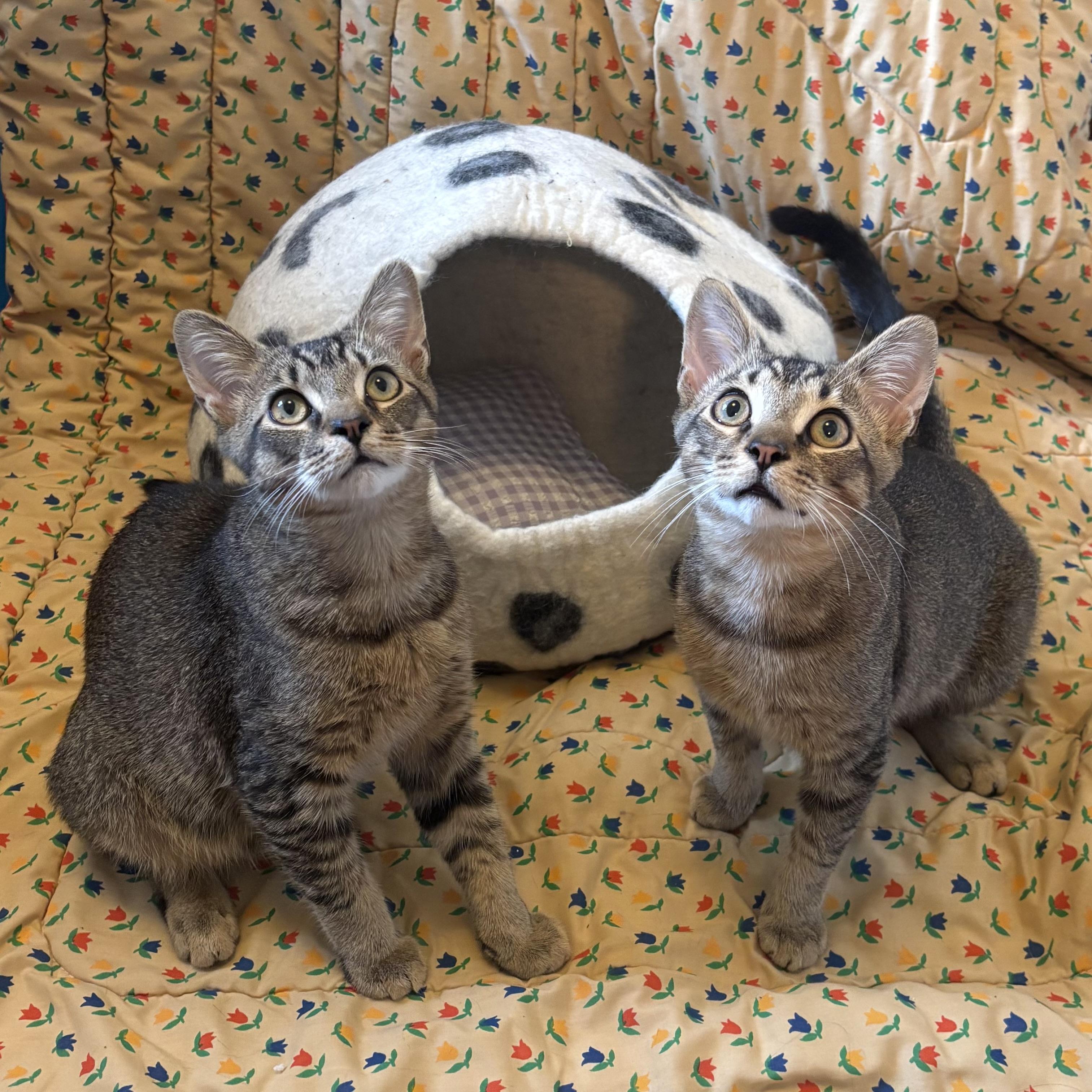 Benito and Bunny, adopted, Kitten Male Domestic Short Hair.