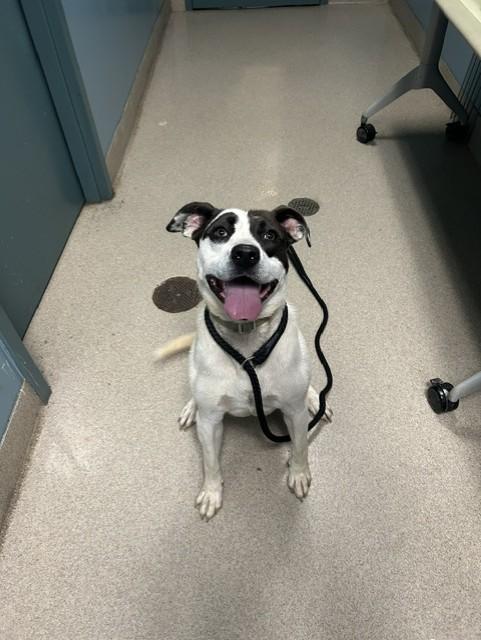 DOMINO, Adoptable, Young Male Labrador Retriever & Mixed Breed.