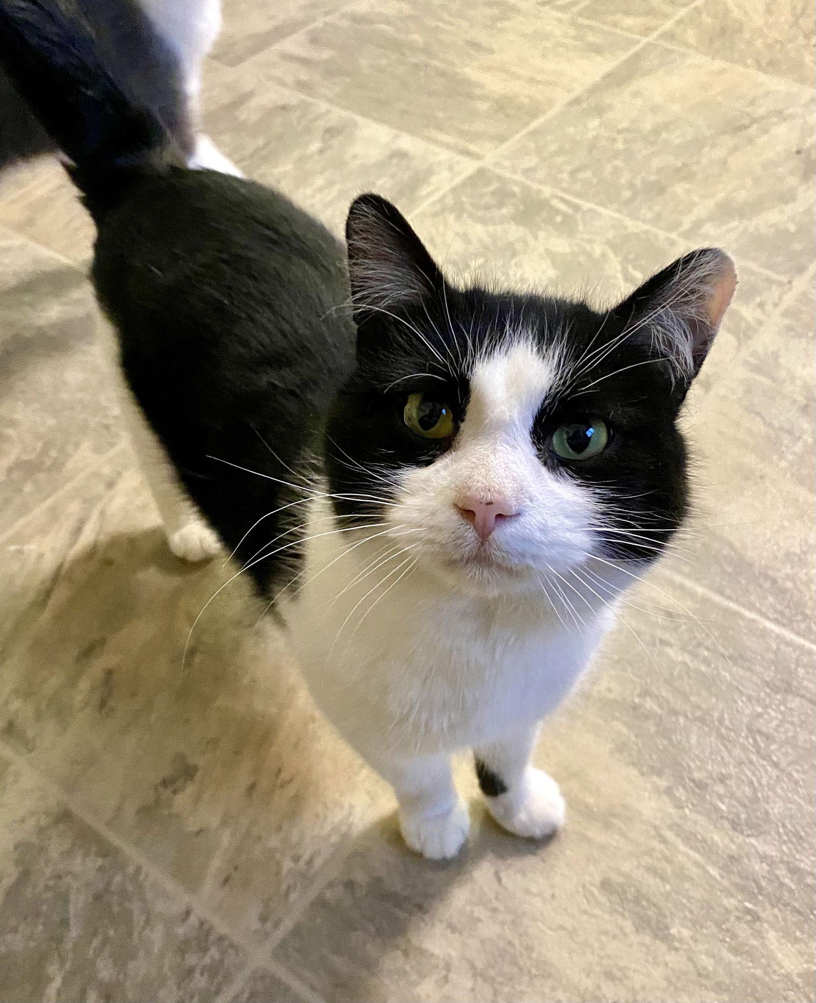 Ferris, a Adoptable Domestic Short Hair in Fargo, ND image 1/2