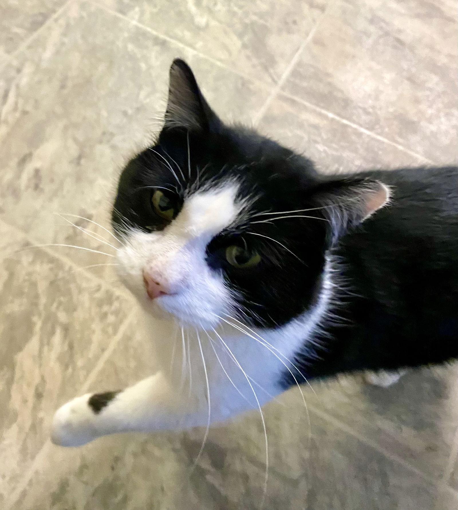 Ferris, a Adoptable Domestic Short Hair in Fargo, ND image 2/2