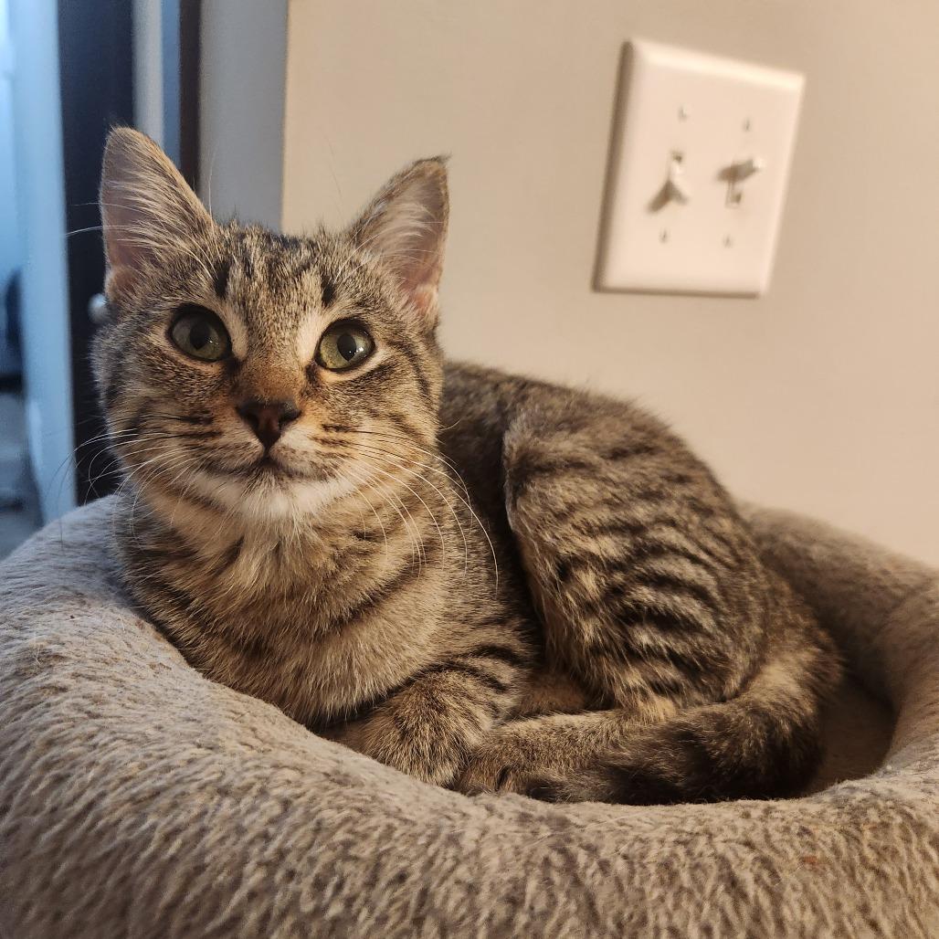 Oaklie (LBT), Adoptable, Kitten Female Domestic Short Hair.