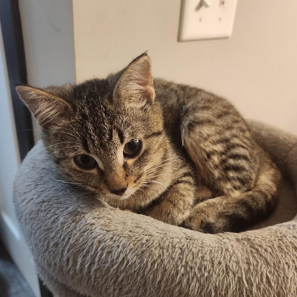 Oaklie (LBT), Adoptable, Kitten Female Domestic Short Hair.