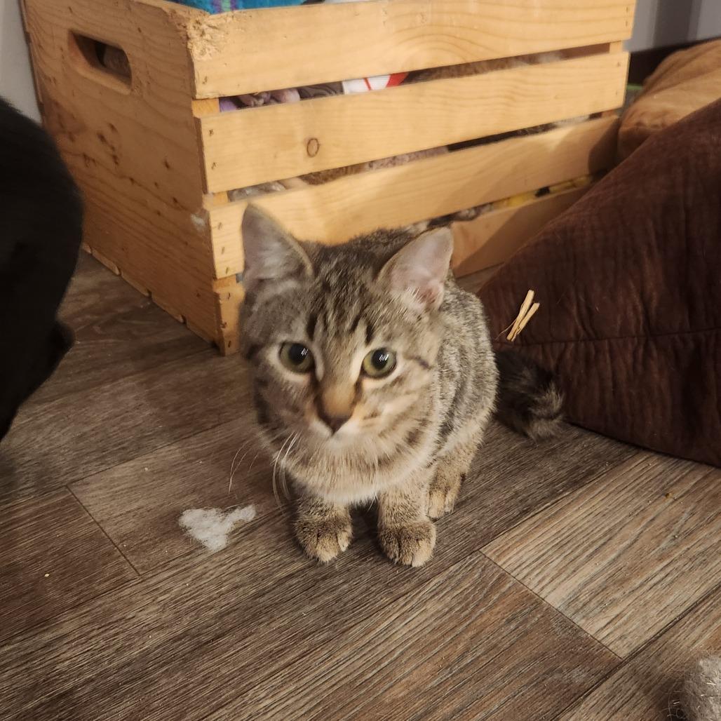 Enlarge Oaklie (LBT), a Adoptable Domestic Short Hair in Oak Grove, MN image 2/4