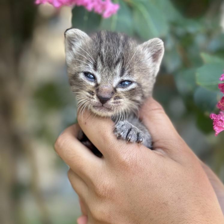 Enlarge Oaklie (LBT), a Adoptable Domestic Short Hair in Oak Grove, MN image 3/4