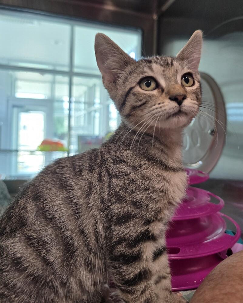 Dionne, Adoptable, Kitten Female Domestic Short Hair.
