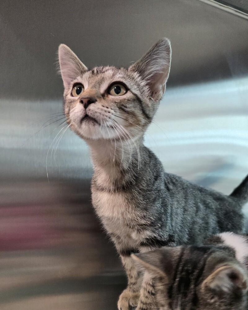 Enlarge Dionne, a Adoptable mixed breed in Wellington, KS image 3/4