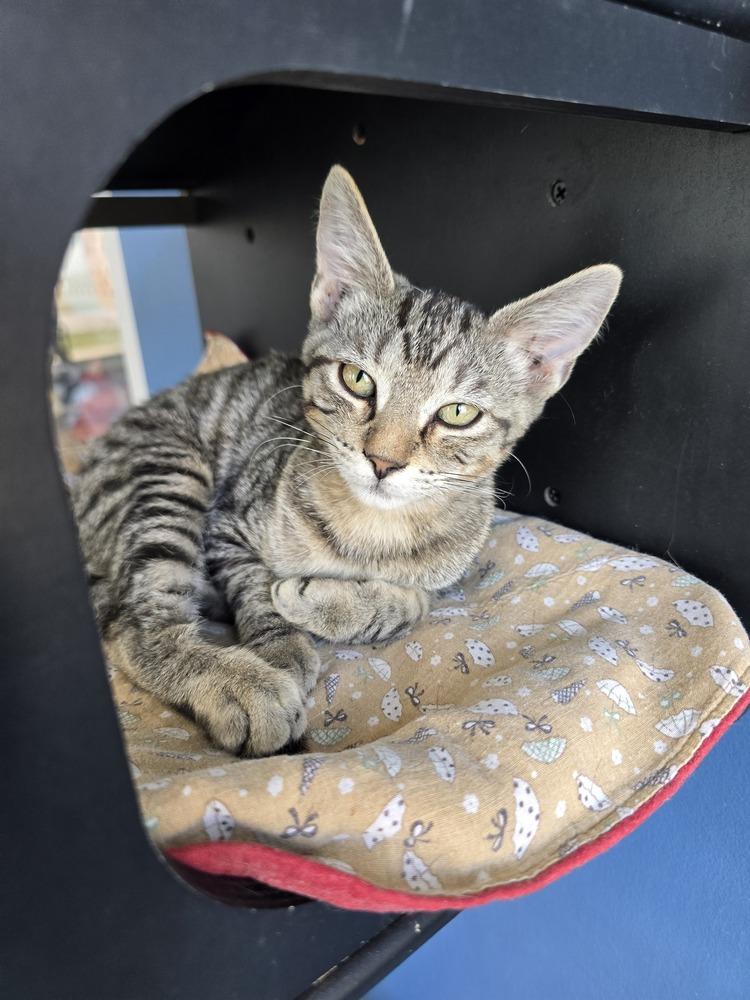 Enlarge Dionne, a Adoptable mixed breed in Wellington, KS image 4/4