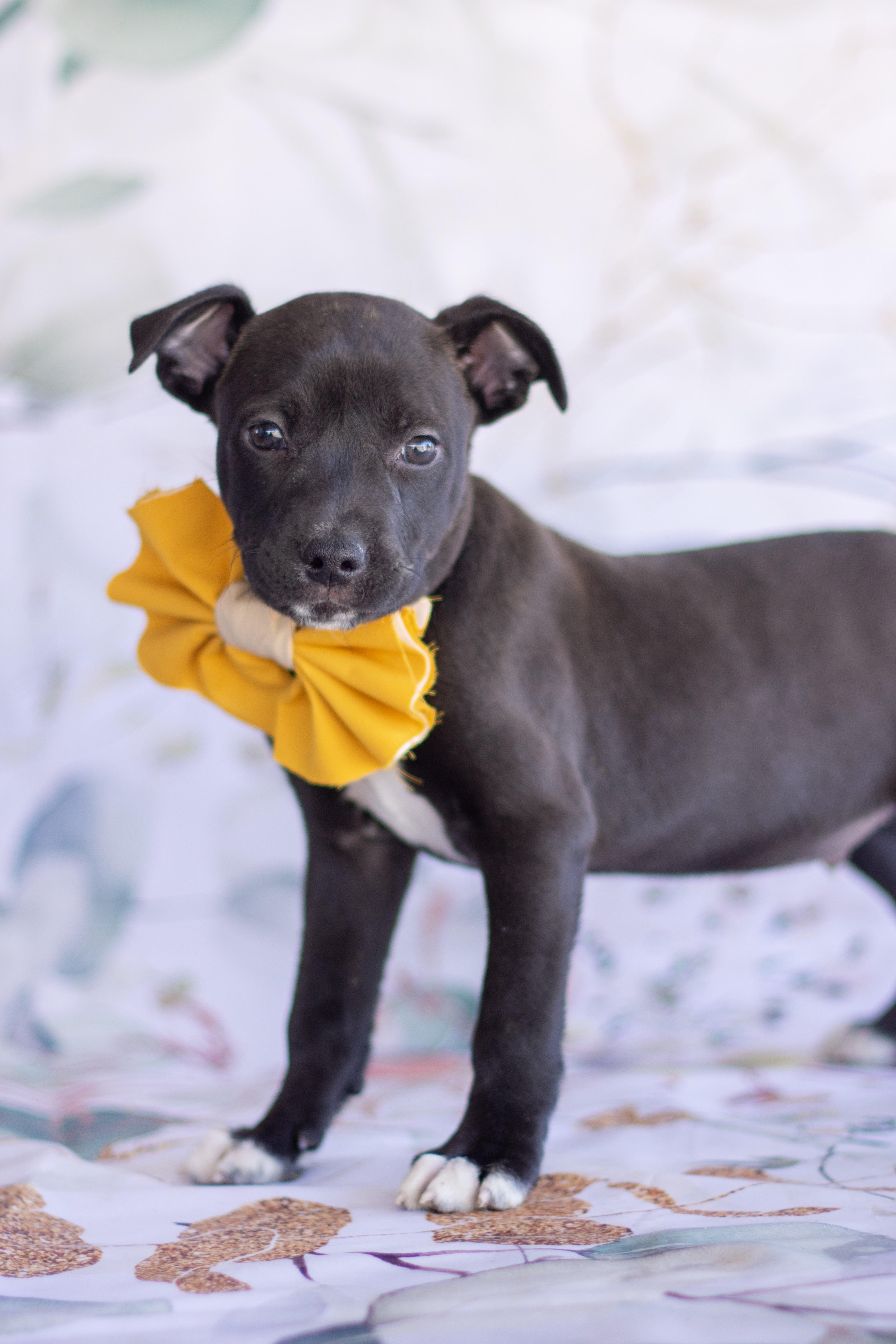 Enlarge Juniper, a ADOPTABLE mixed breed in Indianapolis, IN image 1/1