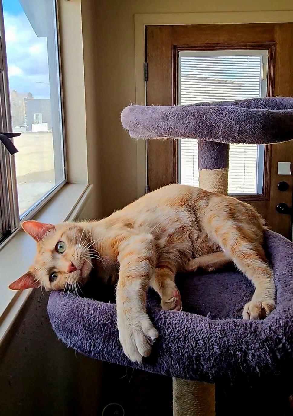 Enlarge ARROW, an adopted American Shorthair in Pinedale, WY image 5/6