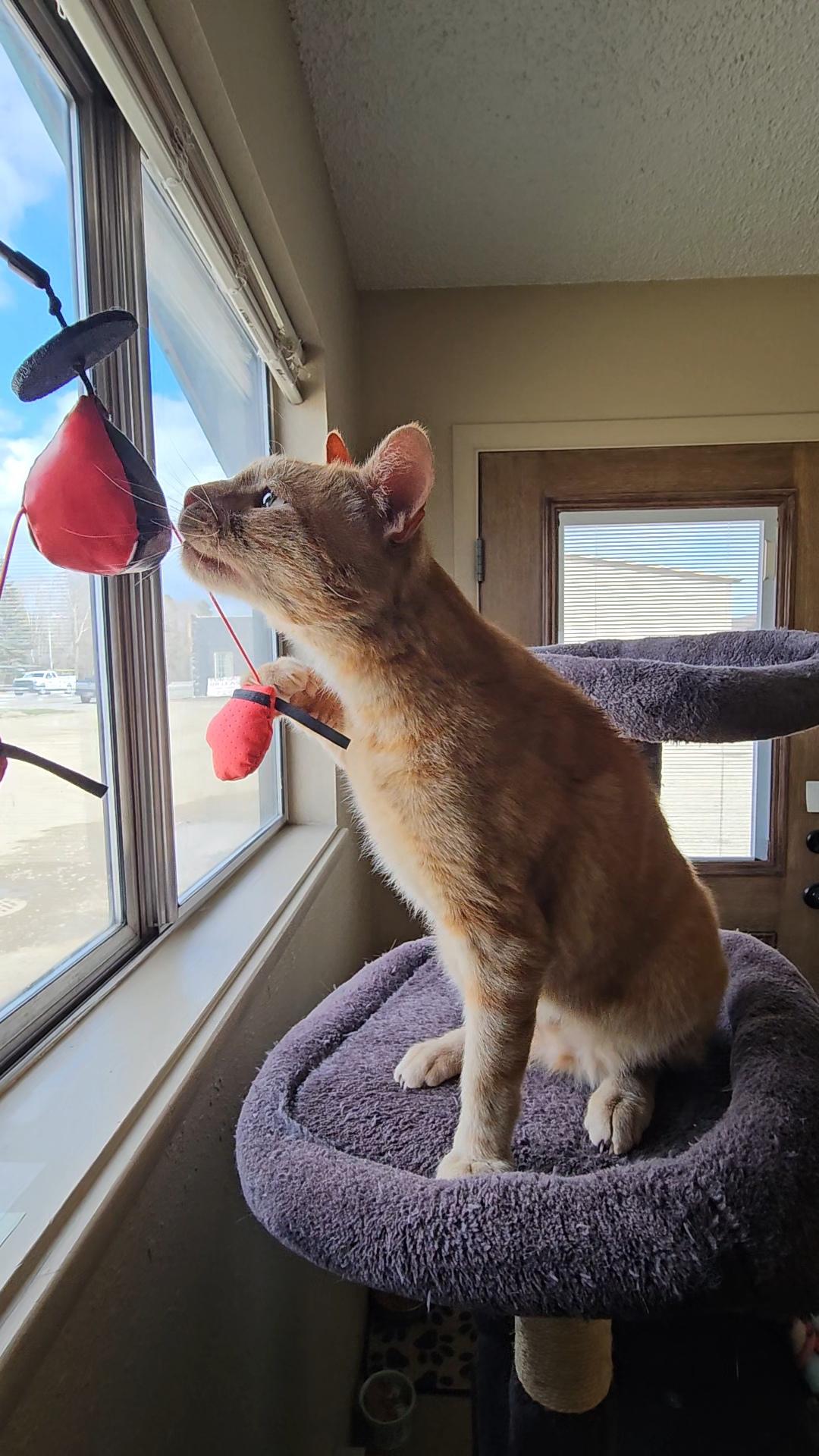 Enlarge ARROW, an adopted American Shorthair in Pinedale, WY image 3/6