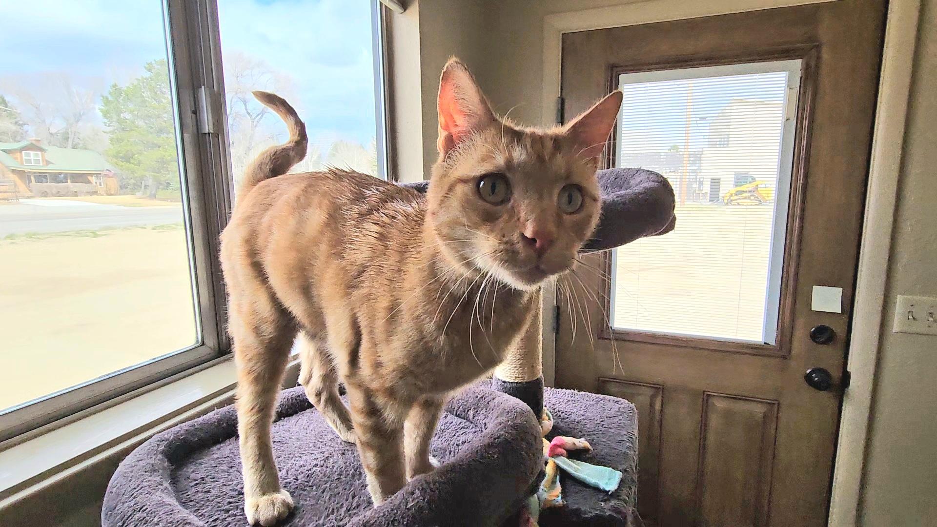 Enlarge ARROW, an adopted American Shorthair in Pinedale, WY image 6/6