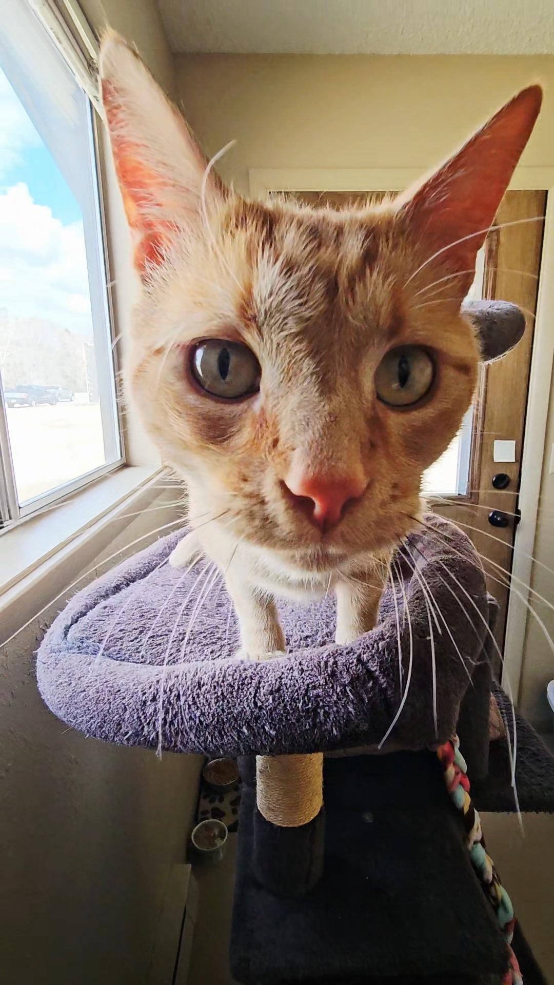 Enlarge ARROW, an adopted American Shorthair in Pinedale, WY image 2/6