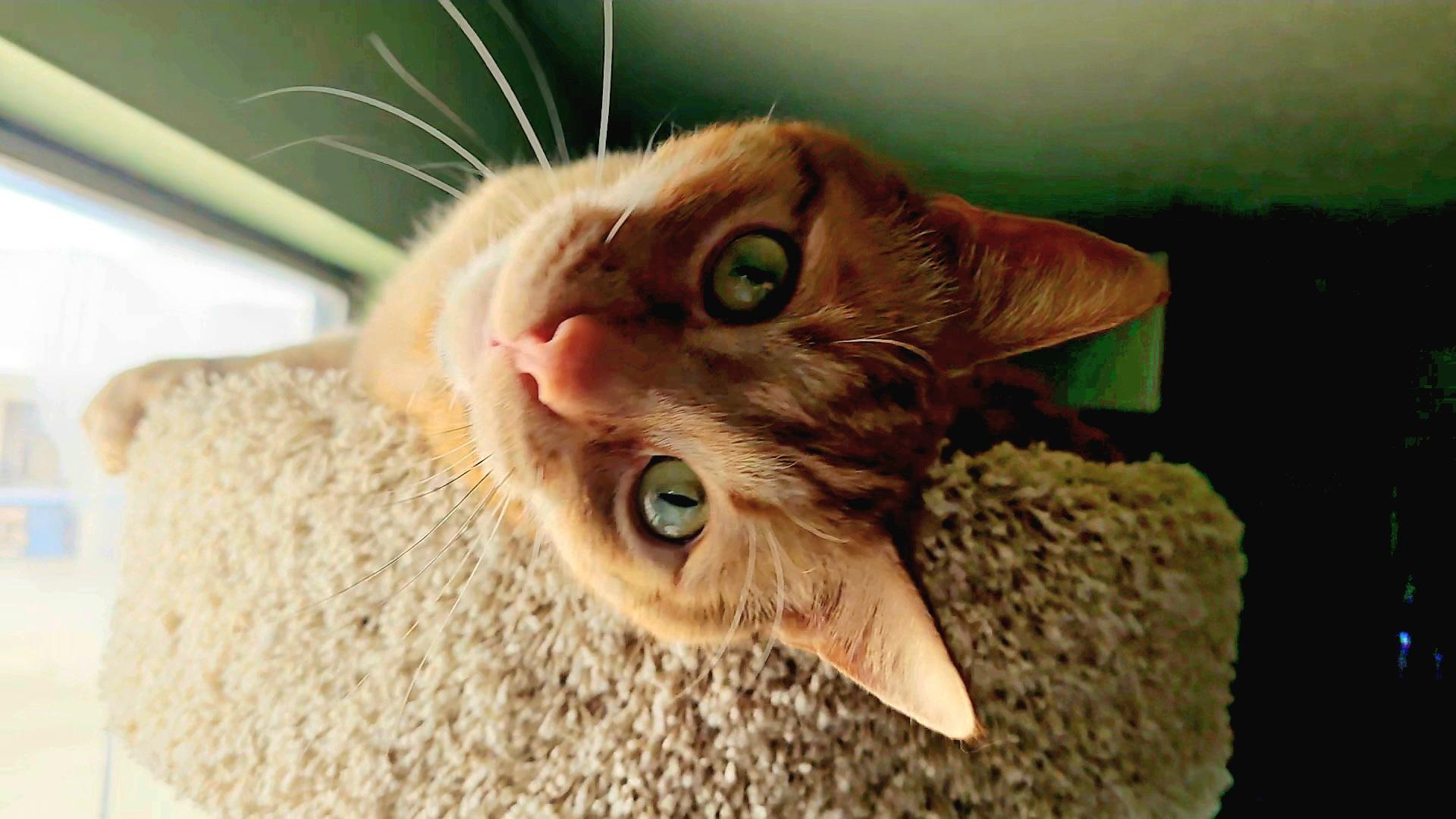 ARROW, adoptable, Adult Male American Shorthair.