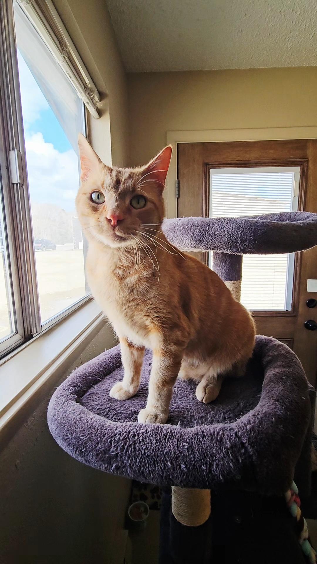 ARROW, adopted, Adult Male American Shorthair.