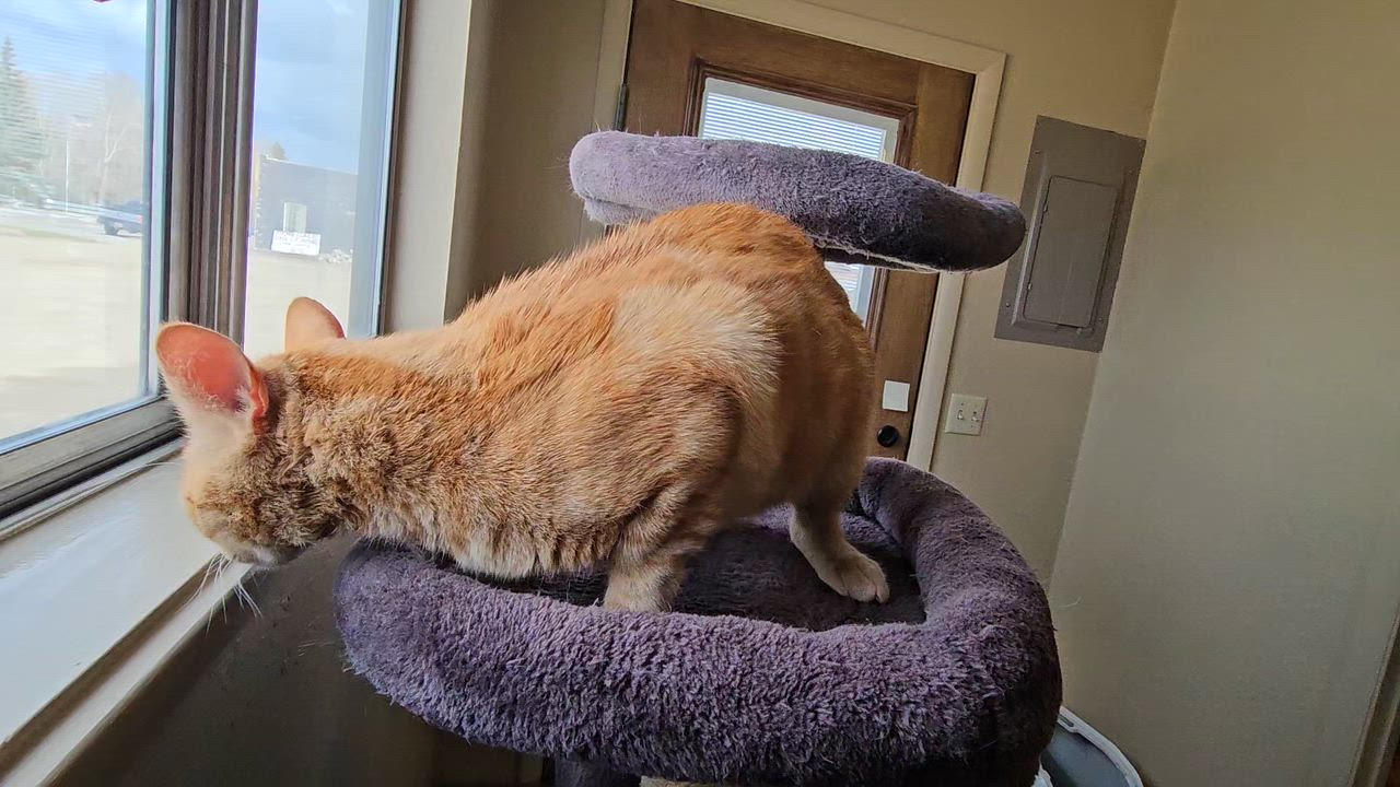 Enlarge ARROW, an adopted American Shorthair in Pinedale, WY video 4/6