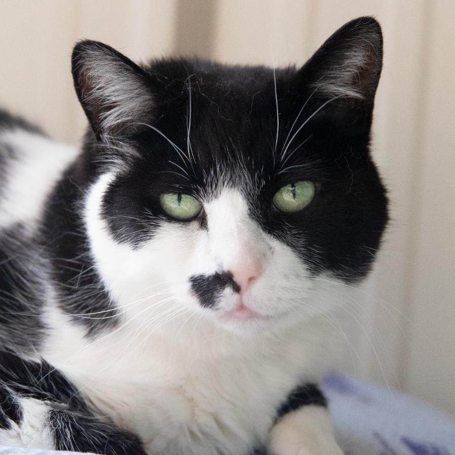 Motley, Adoptable, Senior Female Domestic Short Hair.
