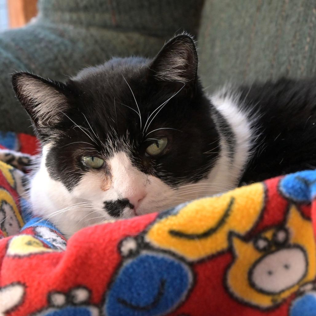 Motley, Adoptable, Senior Female Domestic Short Hair.