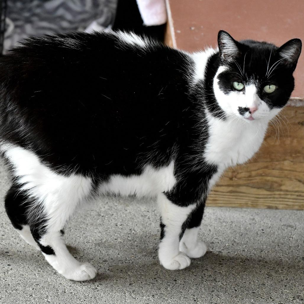 Enlarge Motley, a Adoptable Domestic Short Hair in Chilliwack, BC image 3/4