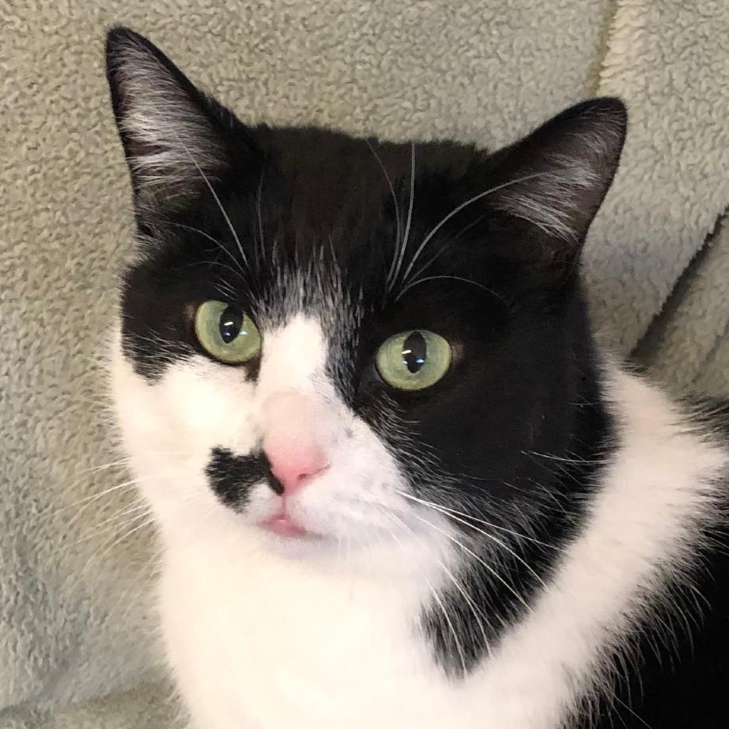 Enlarge Motley, a Adoptable Domestic Short Hair in Chilliwack, BC image 2/2