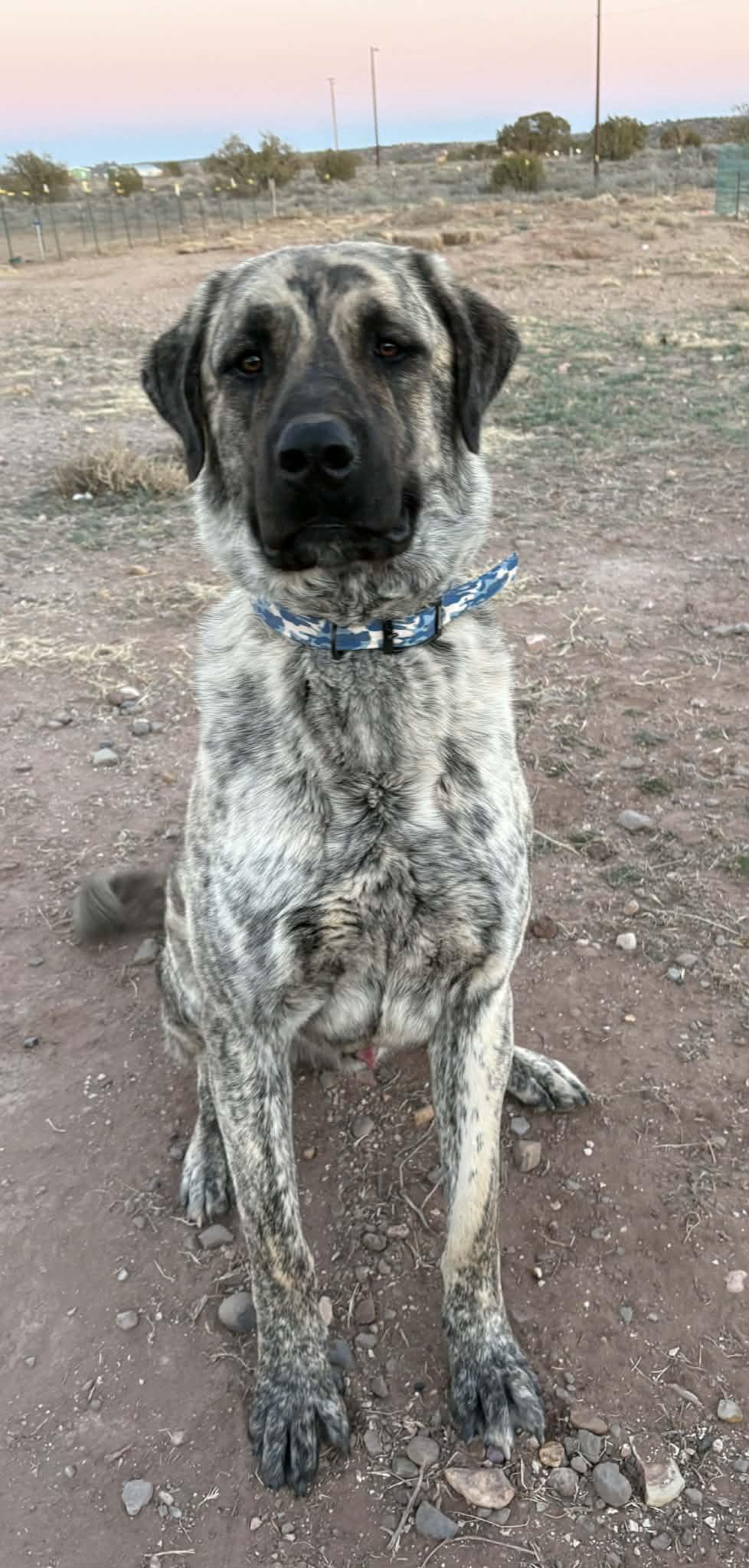 Enlarge WORF- SNOWFLAKE, AZ, a ADOPTABLE Anatolian Shepherd in Alvin, TX image 2/5