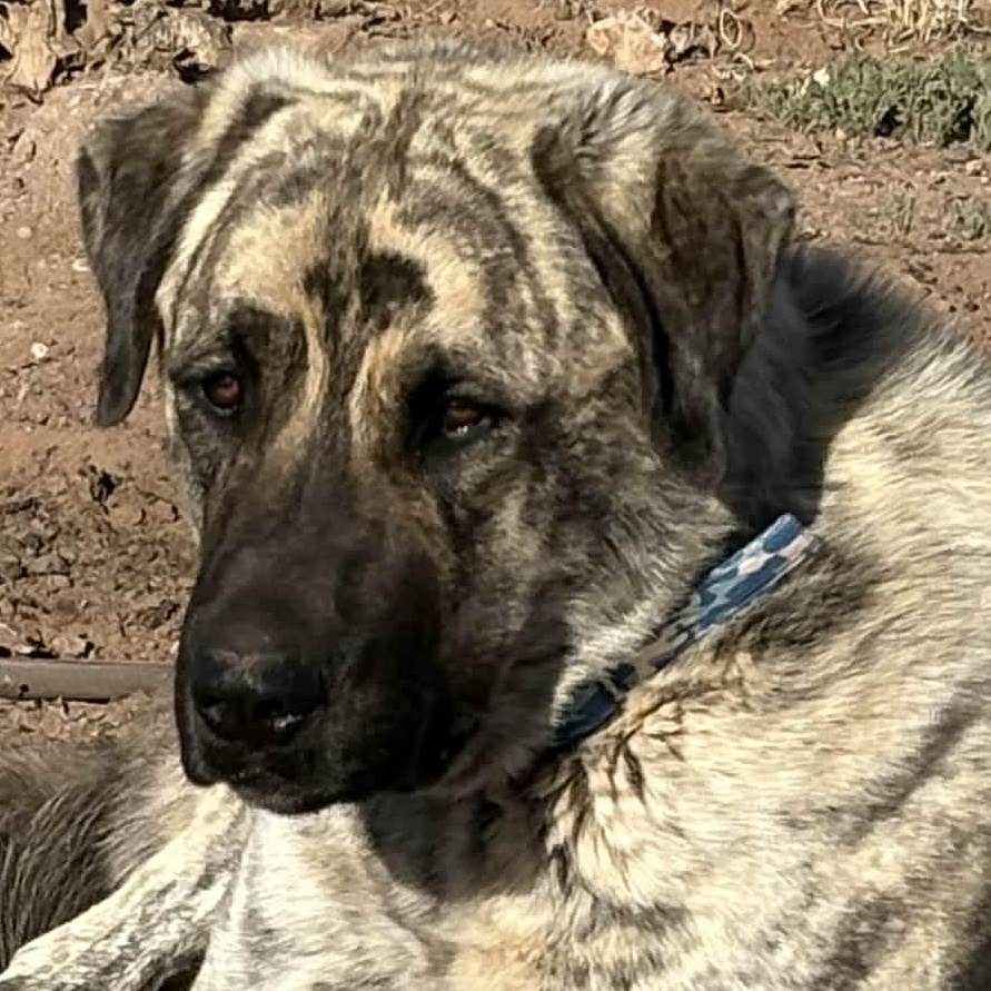 Enlarge WORF- SNOWFLAKE, AZ, a ADOPTABLE Anatolian Shepherd in Alvin, TX image 1/5