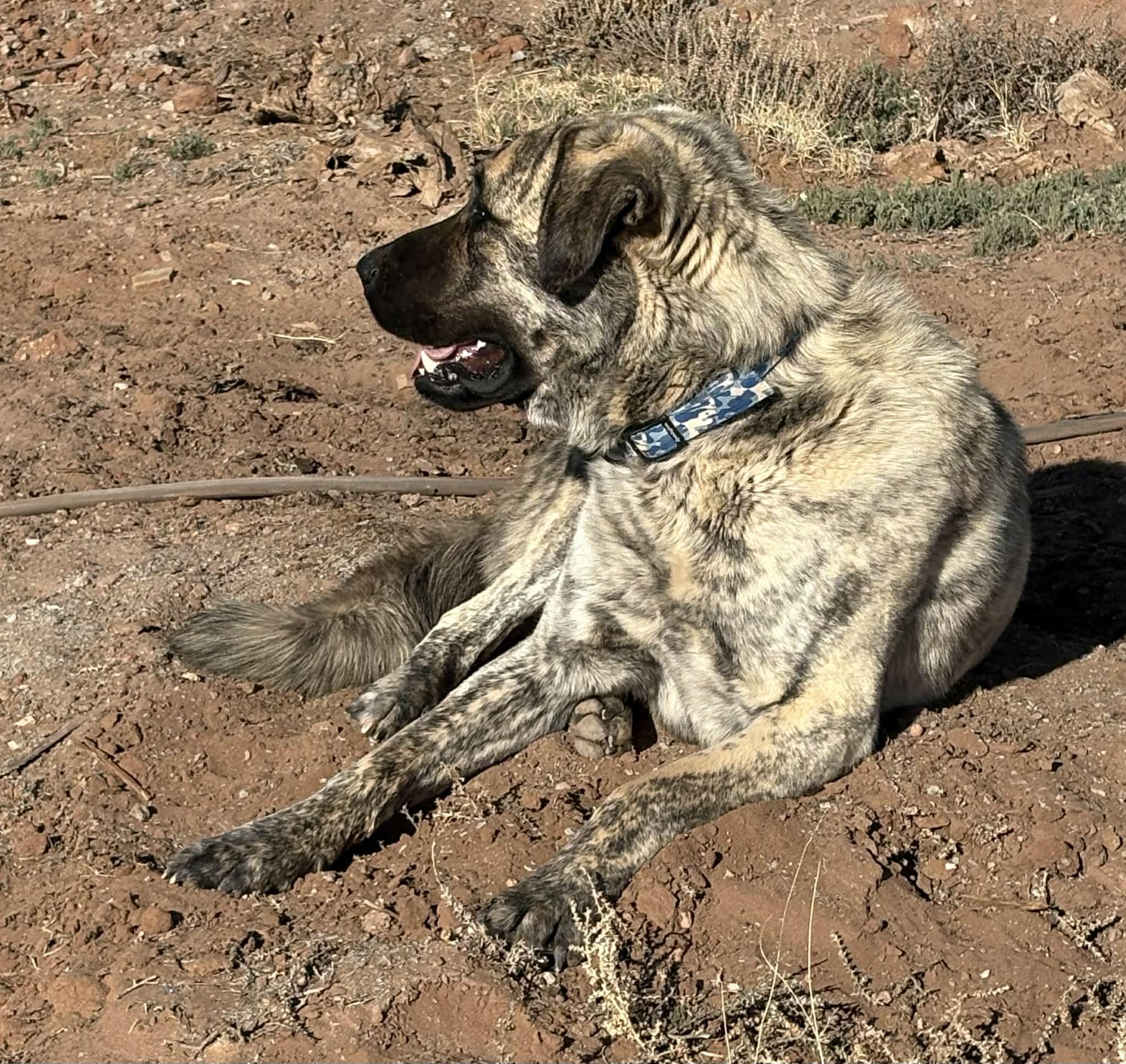 Enlarge WORF- SNOWFLAKE, AZ, a ADOPTABLE Anatolian Shepherd in Alvin, TX image 3/5