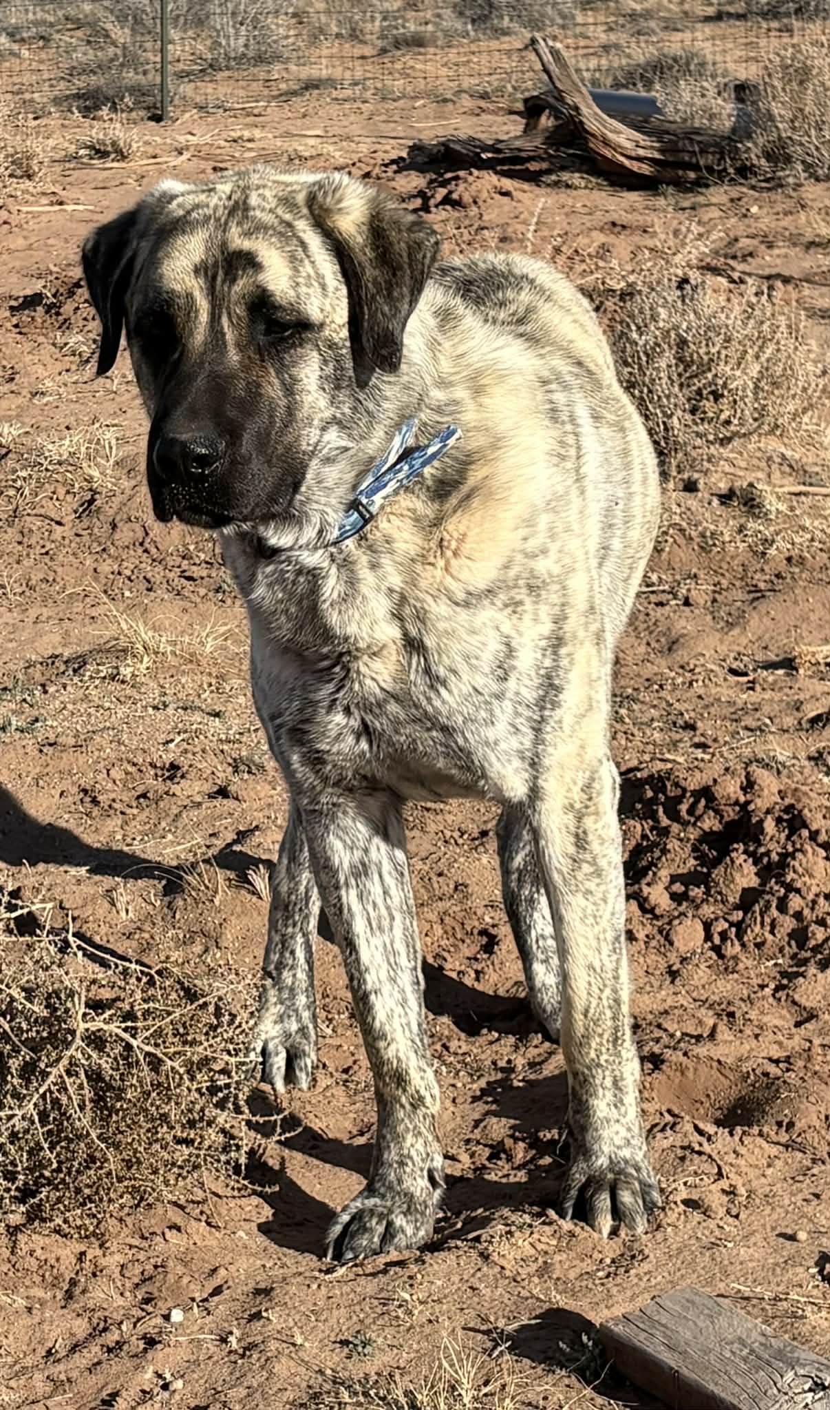 Enlarge WORF- SNOWFLAKE, AZ, a ADOPTABLE Anatolian Shepherd in Alvin, TX image 5/5