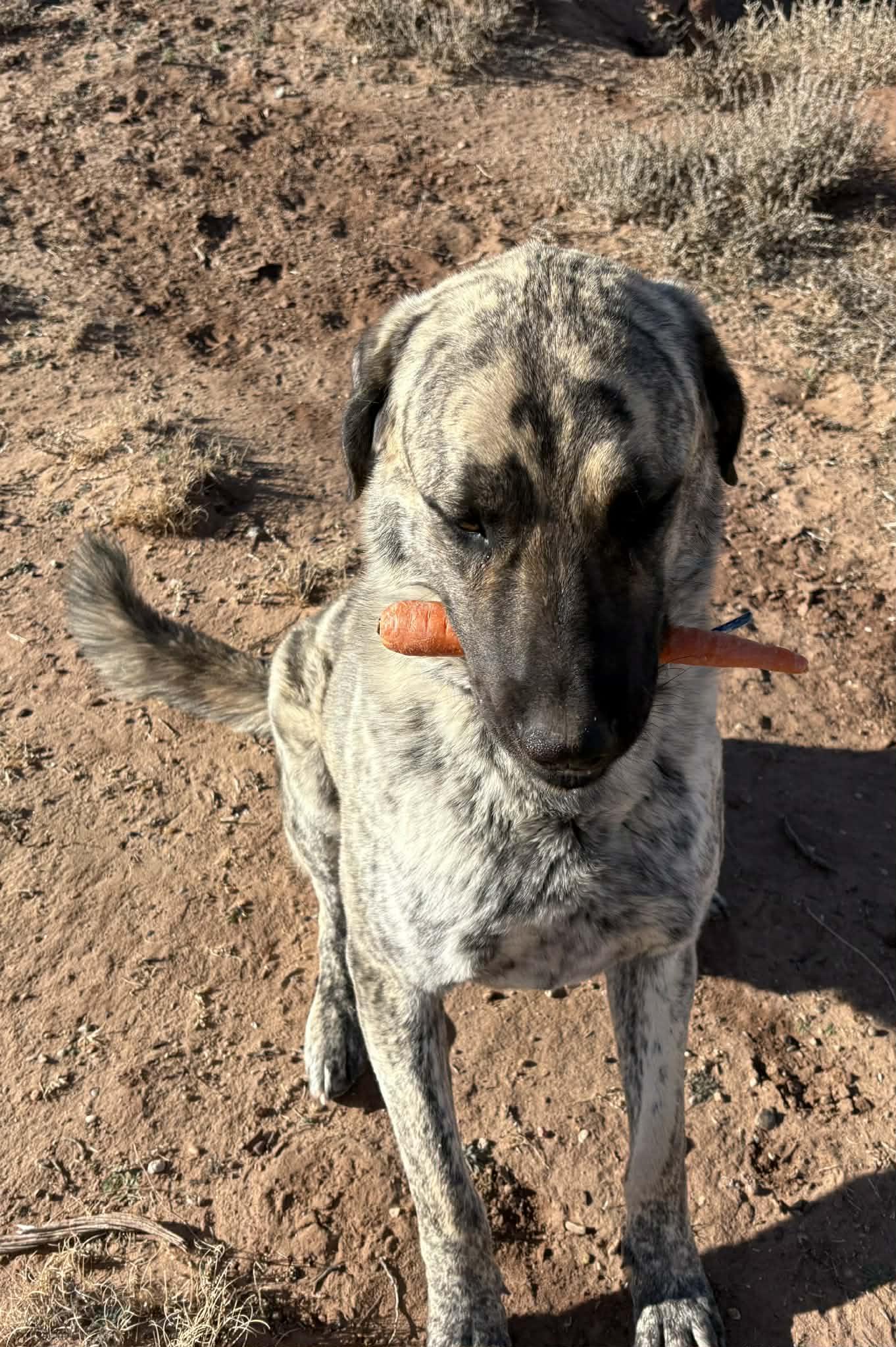 Enlarge WORF- SNOWFLAKE, AZ, a ADOPTABLE Anatolian Shepherd in Alvin, TX image 4/5