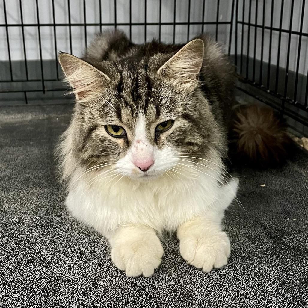 Enzo, Adoptable, Adult Male Domestic Medium Hair.