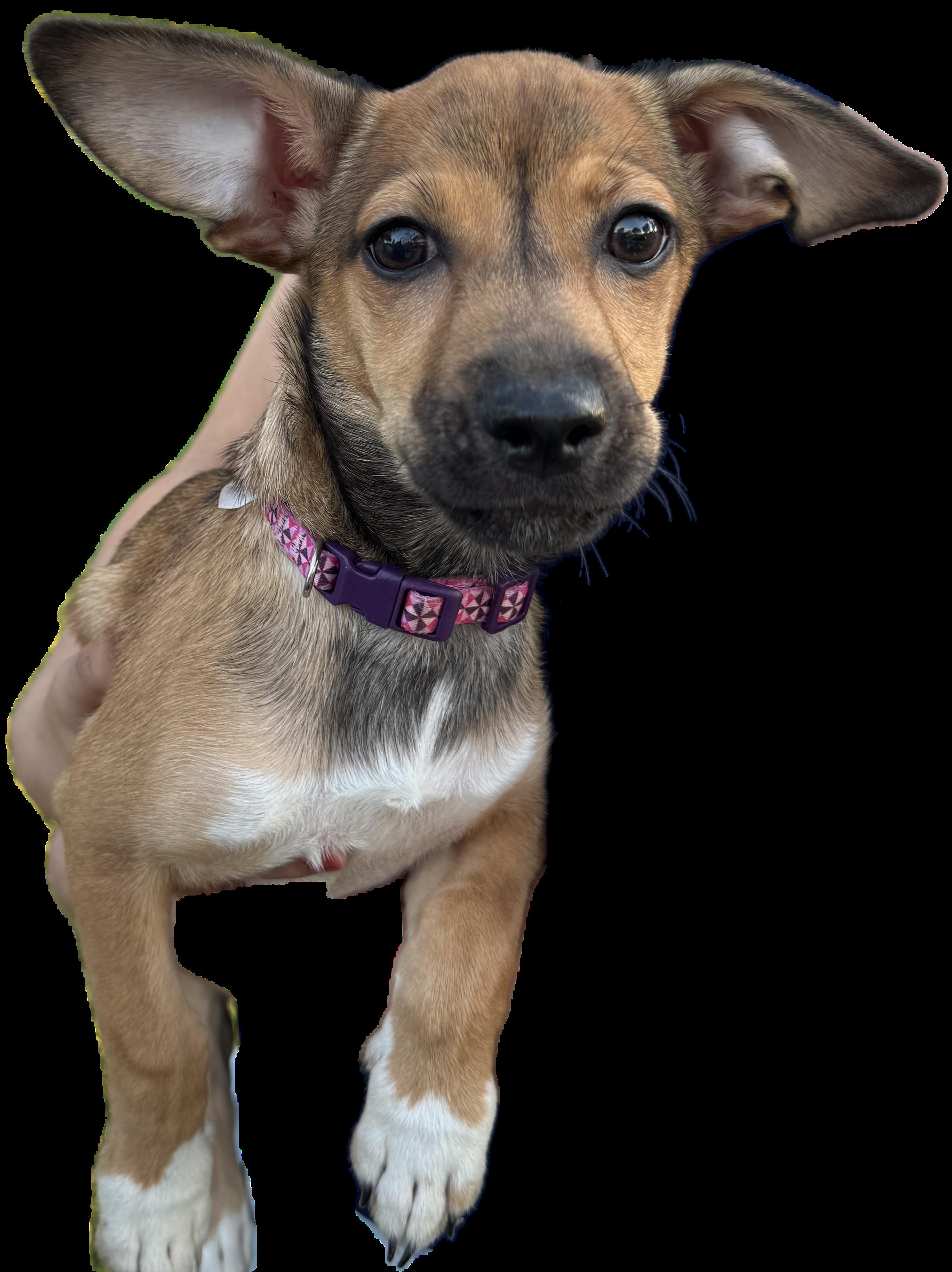 Tinker, Baby Female Terrier