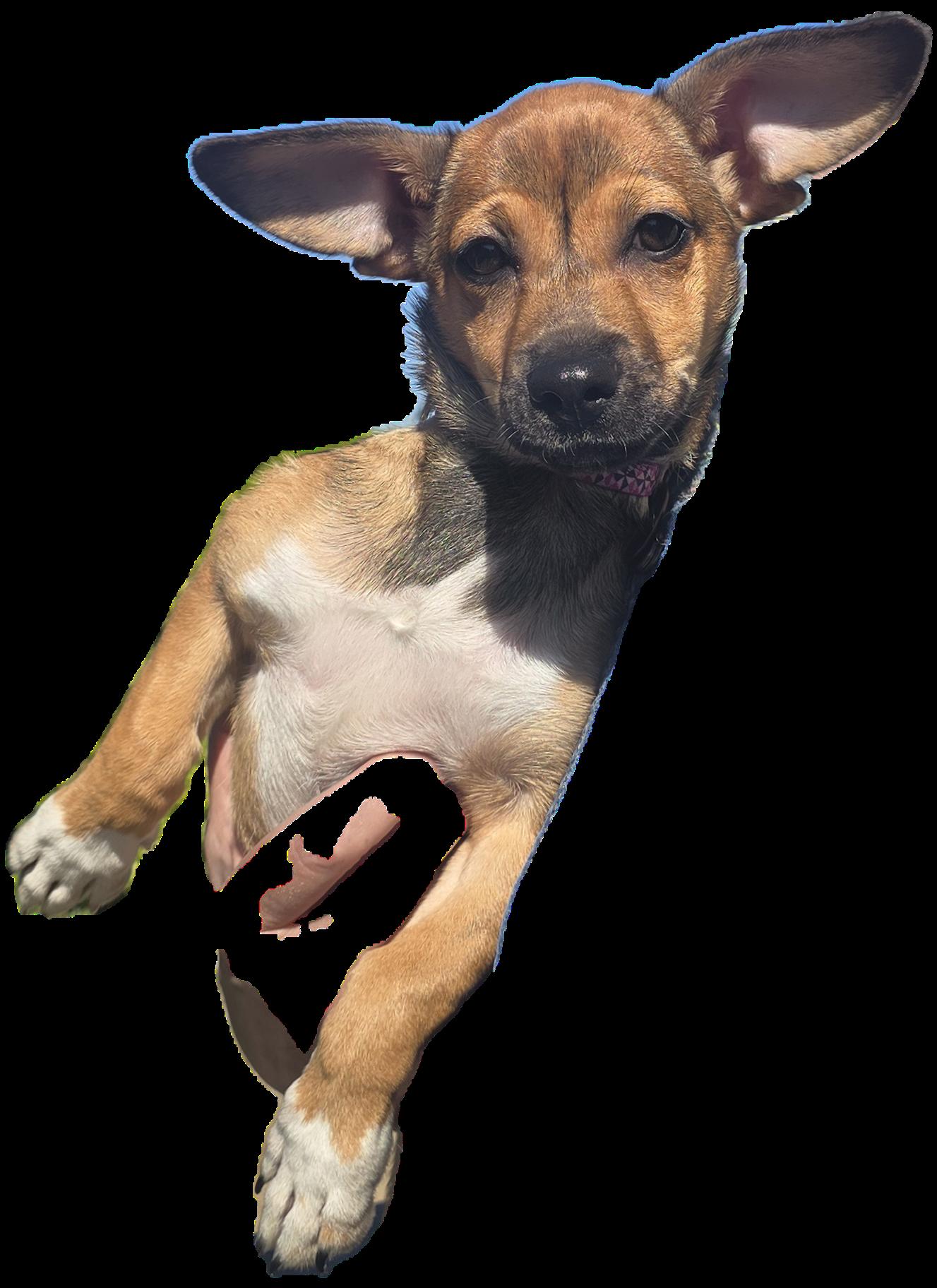 Tinker photo 4