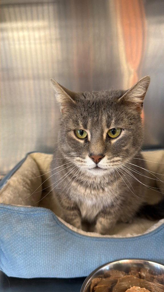 Nyla, Adoptable, Adult Female Domestic Short Hair.