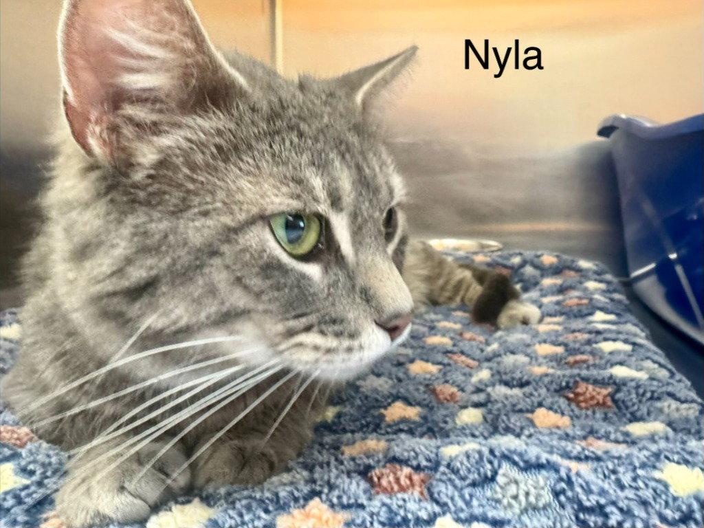Enlarge Nyla, a Adoptable Domestic Short Hair in Saint George, UT image 2/3