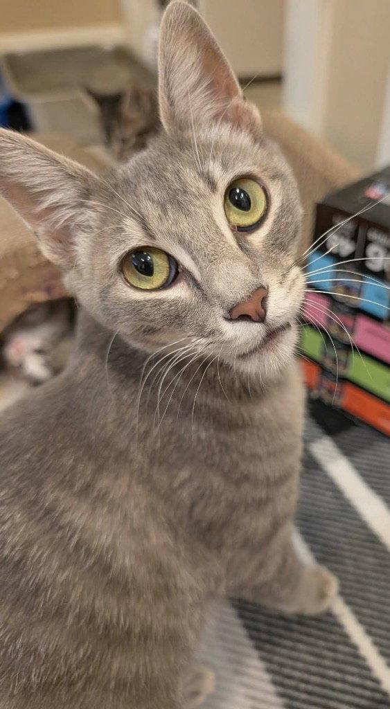 Enlarge Nyla, a Adoptable Domestic Short Hair in Saint George, UT image 3/3