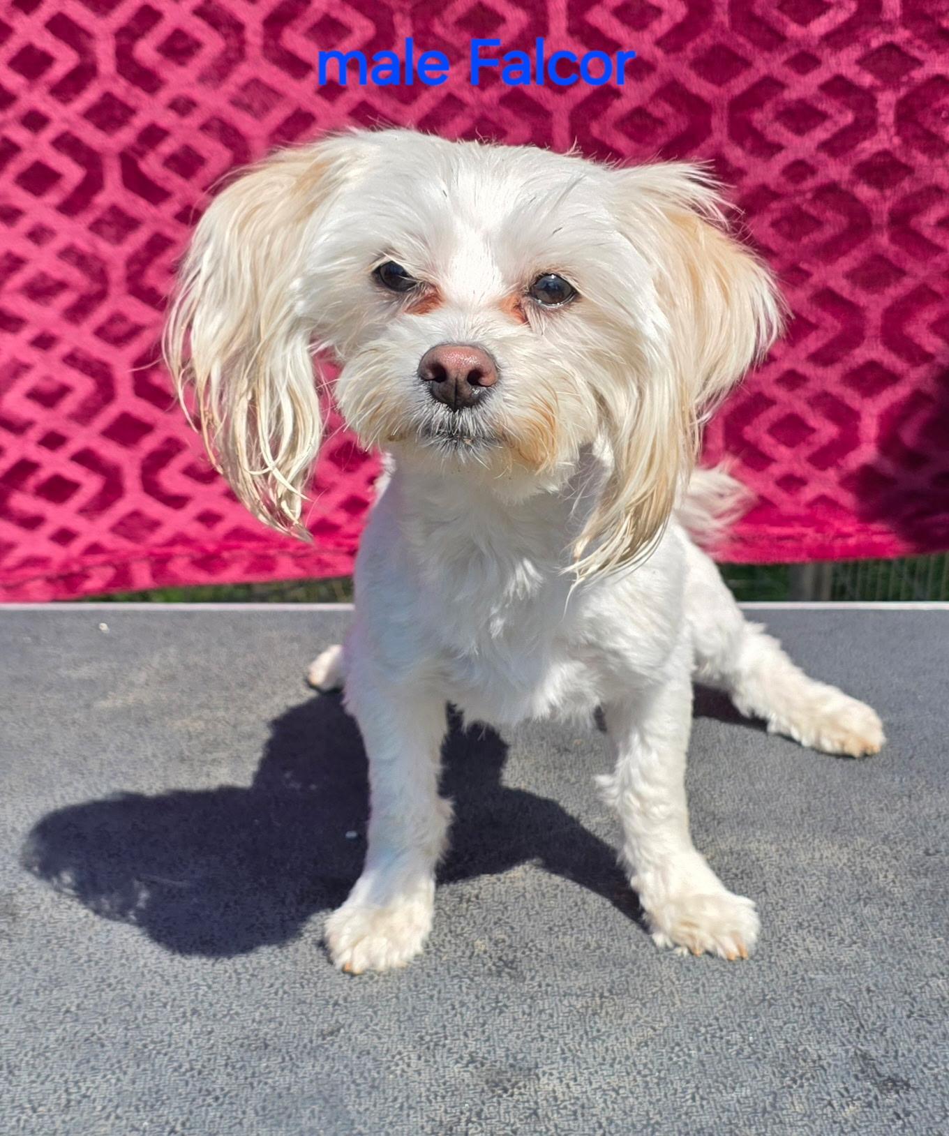 Enlarge Falcor , a ADOPTABLE Maltese in South Amboy, NJ image 1/1