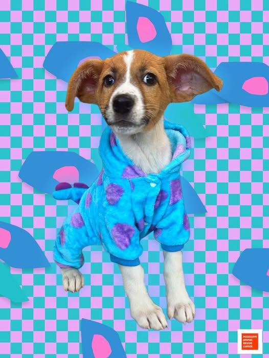 CoCo, ADOPTABLE, Puppy Female Labrador Retriever.