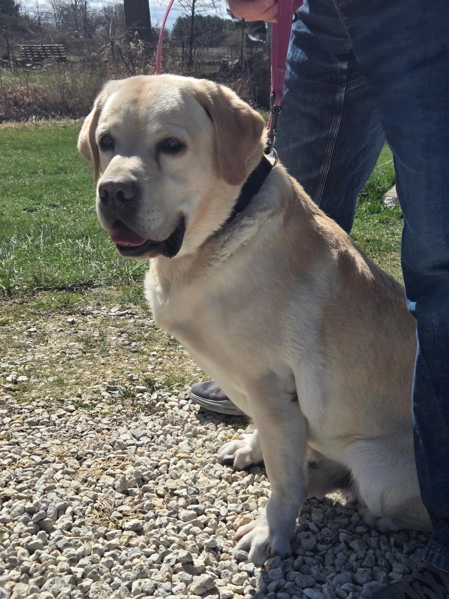 Ruger-Not Accepting Applications Yet!, ADOPTABLE, Senior Male Yellow Labrador Retriever.